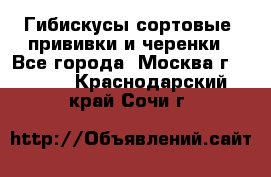 Гибискусы сортовые, прививки и черенки - Все города, Москва г.  »    . Краснодарский край,Сочи г.